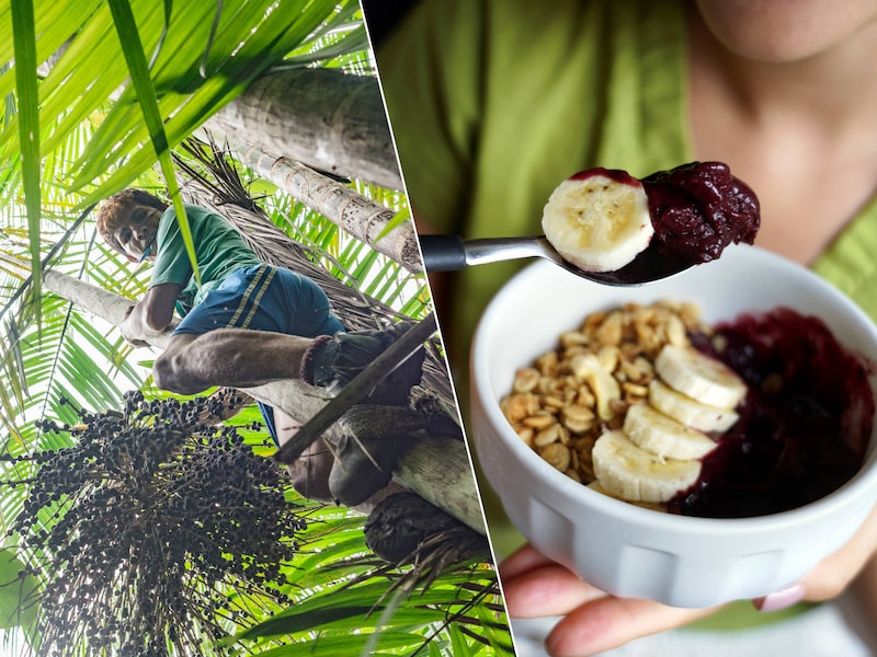  Door de enorme vraag naar de açaíbes is wat ooit een voornamelijk lokale industrie was, veranderd in een internationaal proces dat druk uitoefent op gemeenschappen die afhankelijk zijn van het fruit.