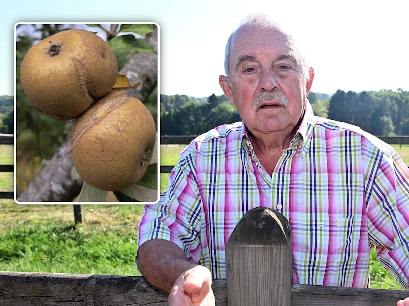Dirk Vanden Eynde wist op zijn domein in Holsbeek een appelboom te kweken die de zeldzame Patte de Loup-appels (inzet) draagt. De boom verhuist binnenkort naar een koninklijk domein in Zweden.