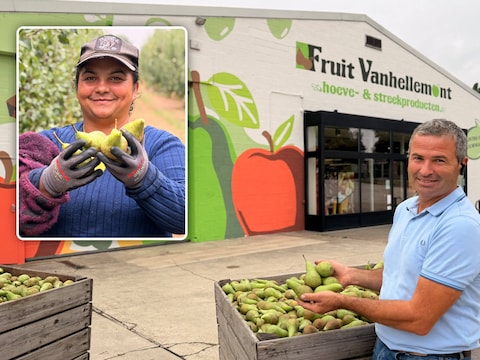 Fruitteler Mario Vanhellemont (56) krijgt tijdens de grote perenpluk hulp van een bont gezelschap van seizoensarbeiders. Onder hen Mariana (inzet), die al voor het zesde jaar op rij terugkeert.