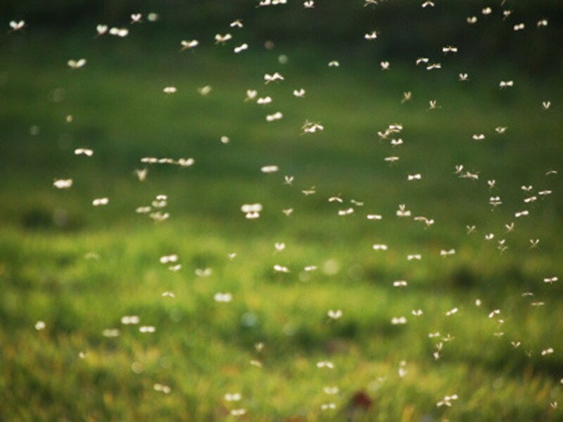 Meer regen - als gevolg van warmere oceanen - zorgt ervoor dat muggen die malaria verspreiden zich makkelijker kunnen voortplanten.