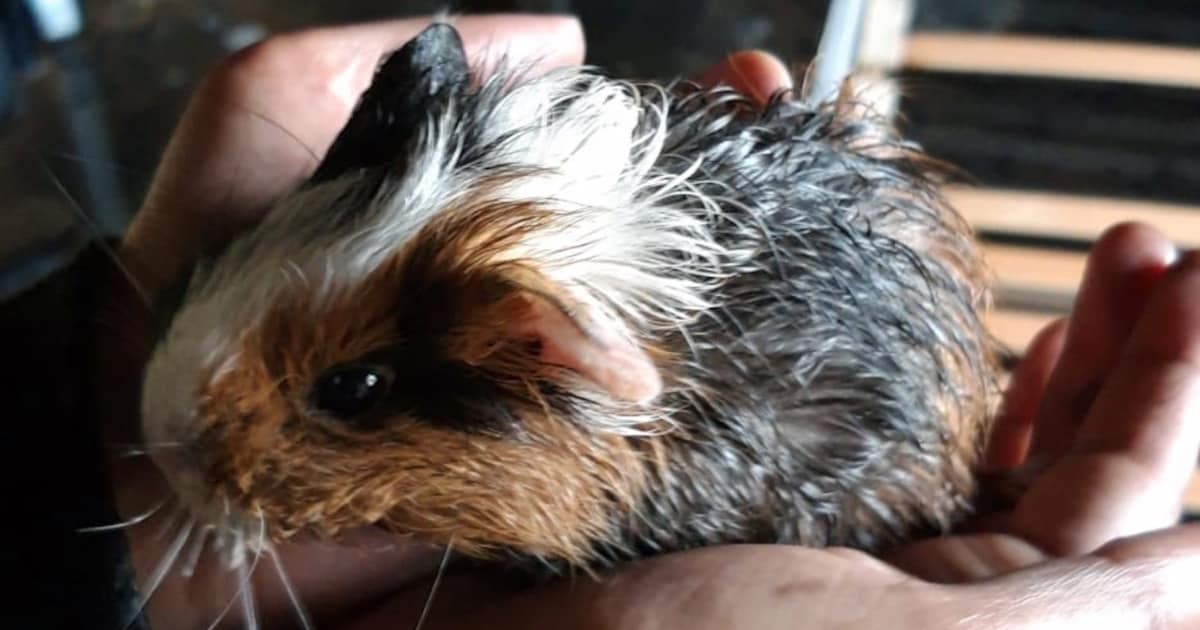 Meer dan 100 cavia’s aangetroffen in woning in Geraardsbergen: dieren in erbarmelijke omstandigheden