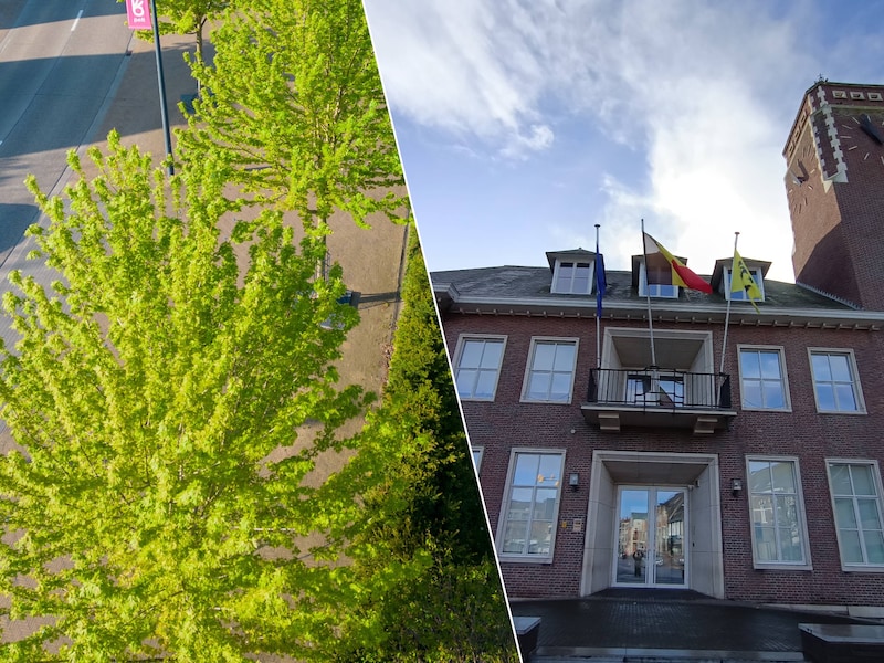 ‘Pelt Boomt’ deelt opnieuw gratis bomen uit: actie focust op buurten met weinig groen