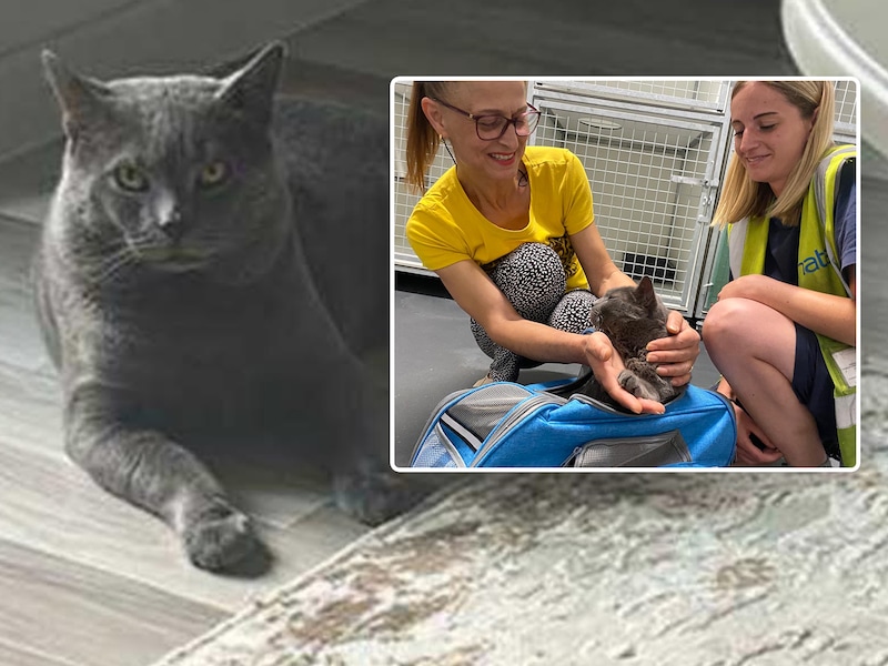 “Dit bewijst dat alles mogelijk is!”: Mishu, de kat die 17 dagen geleden verdween op Brussels Airport, is terecht
