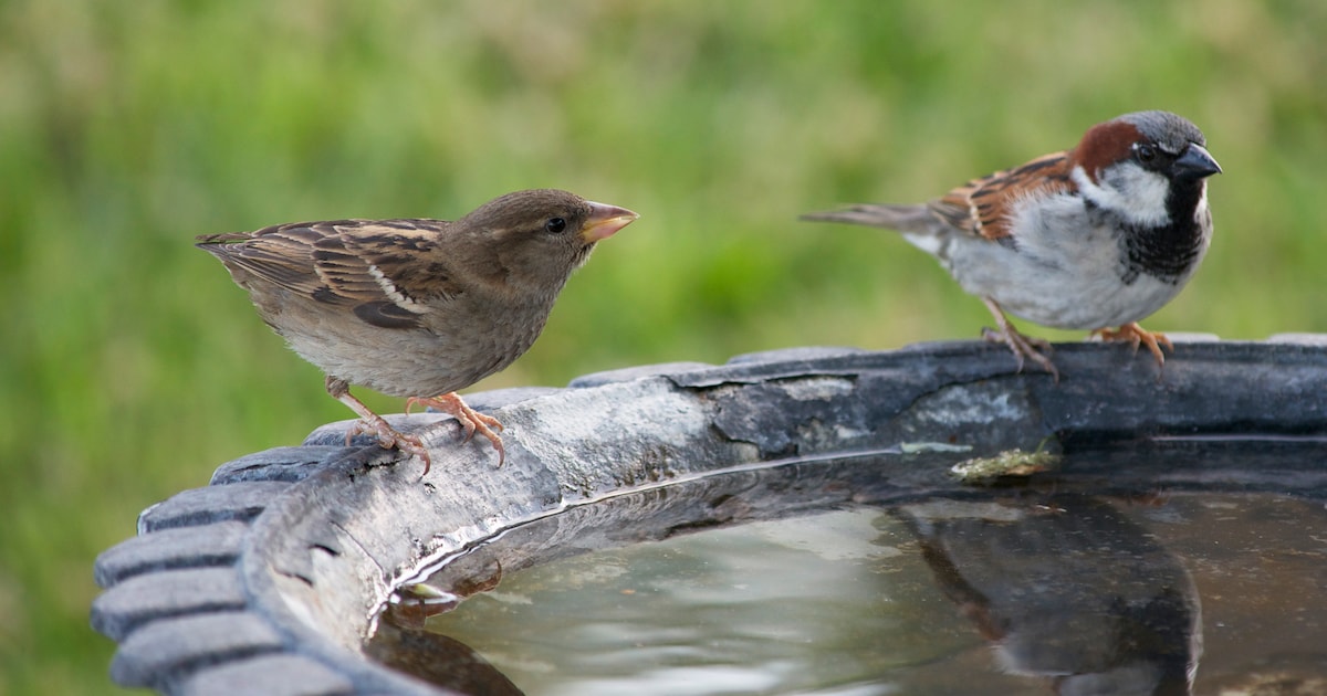 Opvallend veel jonge vogeltjes in de problemen: “Schaduw rond nestkast of schaal met water kan versc