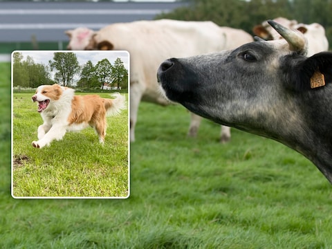 Loslopende honden vormen de schrik van elke runderhouder.