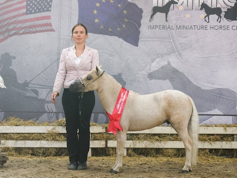 Torhout ontvangt opnieuw EK voor miniatuurpaardjes. Hier in beeld: organisator Sandra Van Malderen van Imperial Miniature Horse Club.