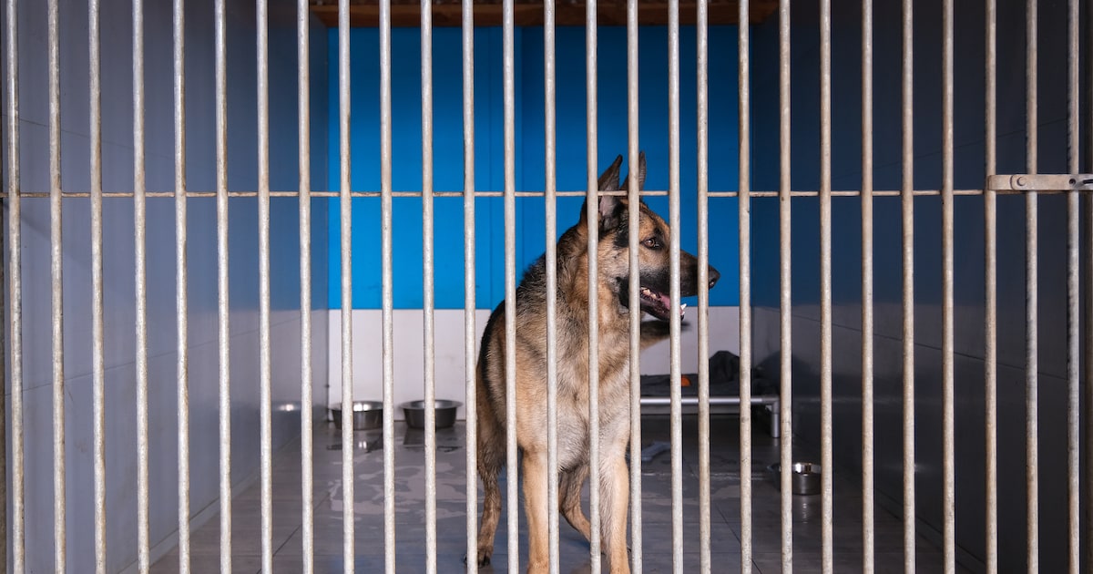 Torhout waarschuwt voor impulsieve paasaankopen: “Tamme dieren overleven zelden in de natuur”
