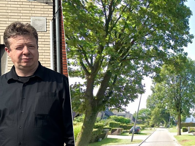 Turnhout kapt 25 grote eiken in Duivendongenstraat: “Bomen kunnen in hun geheel omvallen”