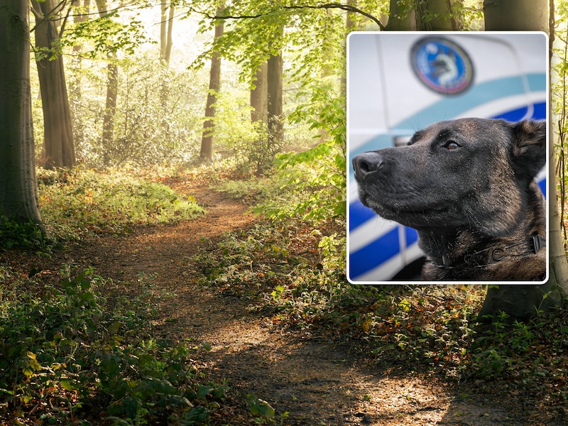 Speurhond die zoekt naar vermiste man valt voorbijgangster aan: “Dit is heel ongewoon”