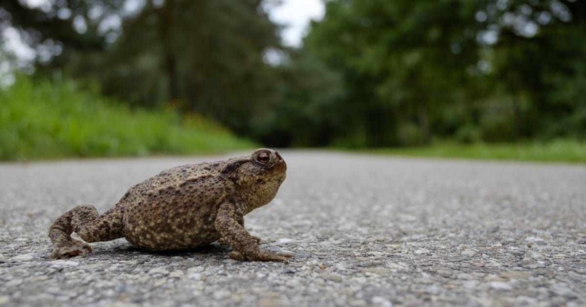 Natuurpunt Rupelstreek helpt opnieuw padden straat oversteken