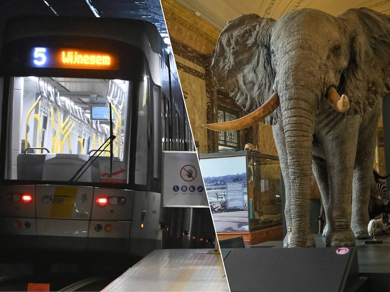 Ter illustratie: de metro in Antwerpen en een olifant in AfricaMuseum.