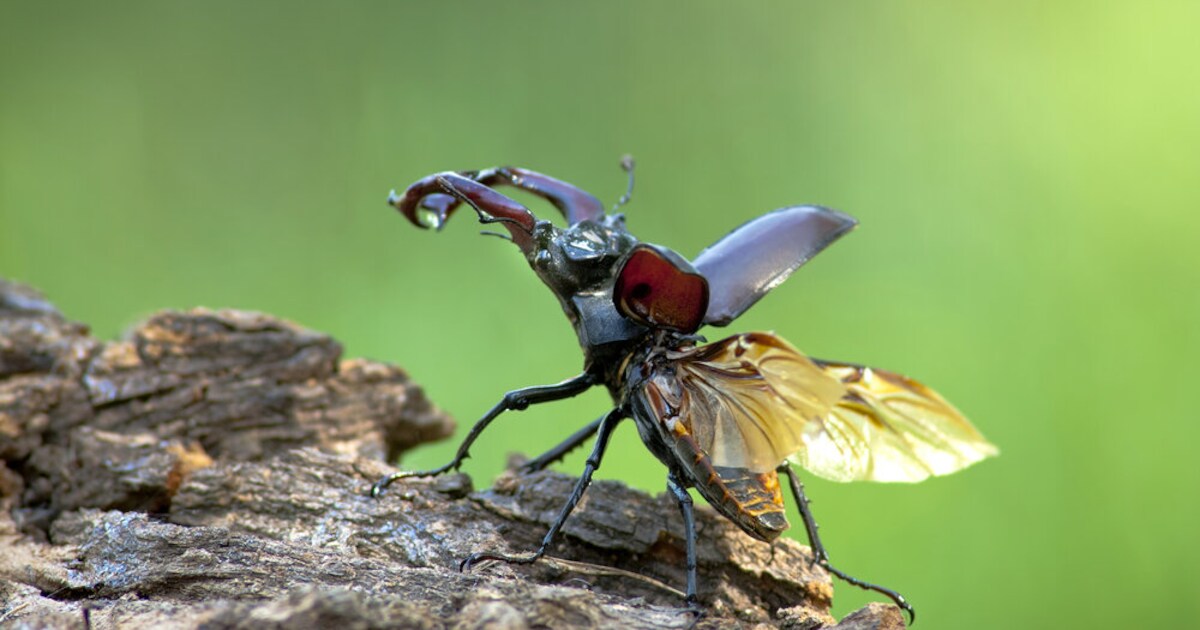 Natuurpunt Sint-Genesius-Rode gaat op zoek naar vliegende herten
