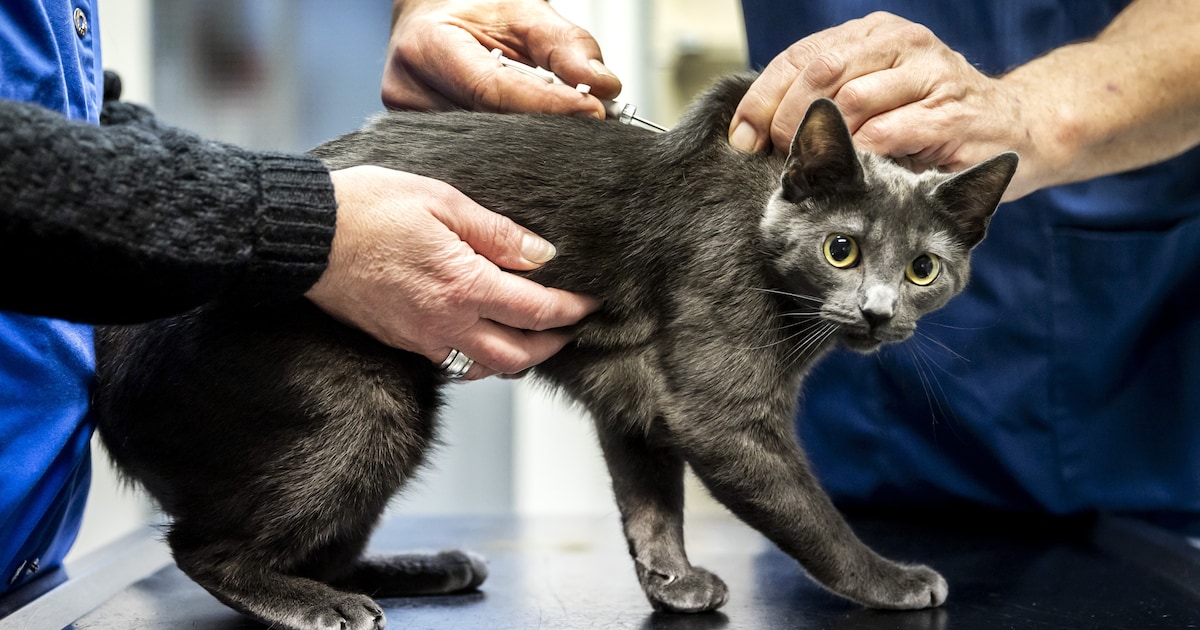 EU verplicht microchip voor alle honden en katten in strijd tegen illegale handel