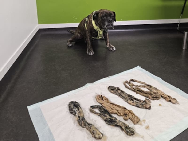 Hond braakt zes damesslips uit bij dierenarts: “Ik denk dat ze er spijt van heeft en het niet meer zal doen”