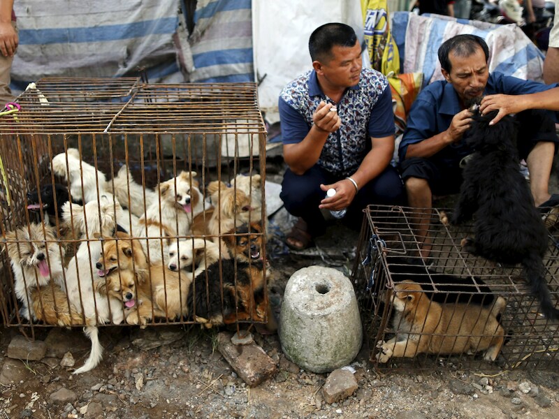 Straatverkopers wachten op klanten tijdens het hondenfestival in de stad Yulin, in de regio Guagnxi Zhuang. Chine lijkt verdeeld tussen dierenliefhebbers en mensen die honden als een bedreiging zien of ze opeten.