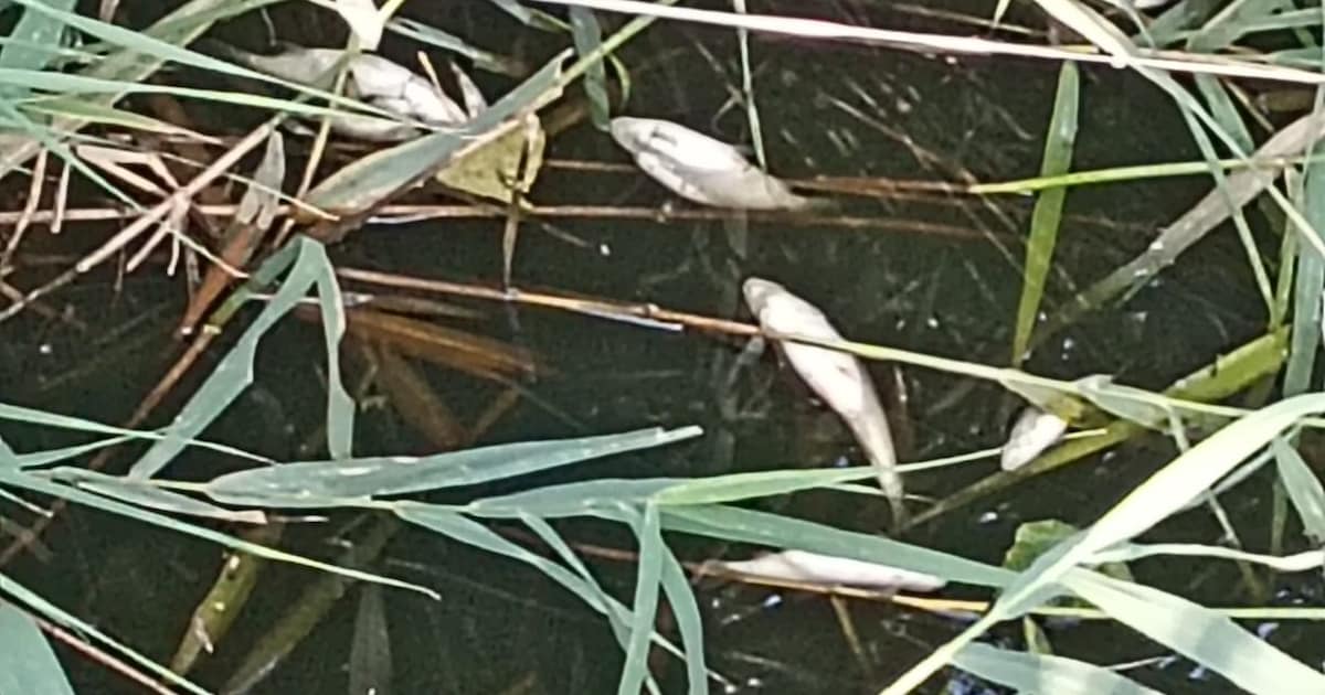 Grote vissterfte in kanaal in Middelburg bij Maldegem
