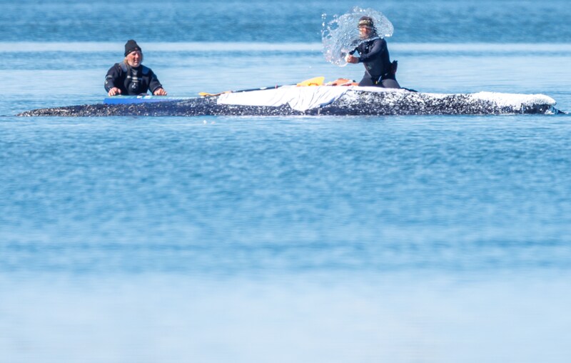 Bild vom 21. April. Als Timmy noch in der Nähe der Insel Poel gestrandet war, hielten ihn die Retter feucht und bedeckten seinen Rücken mit feuchten Tüchern und Tüchern mit Zinksalbe, um ihn am Leben zu erhalten.