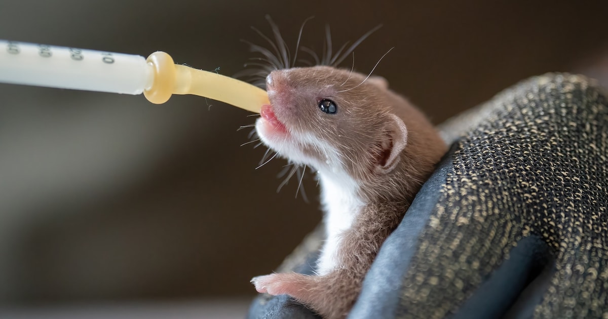 Zelfs uitgerukt voor aangespoelde dolfijn: VOC Brasschaat-Kapellen heeft met 5.324 opgevangen dieren