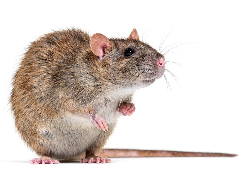 Om te vermijden dat de knaagdieren zich vervolgens definitief in de Tiense buurten nestelen, vraagt de stad haar inwoners om schuilplekken en voedselbronnen zo veel mogelijk te elimineren. 