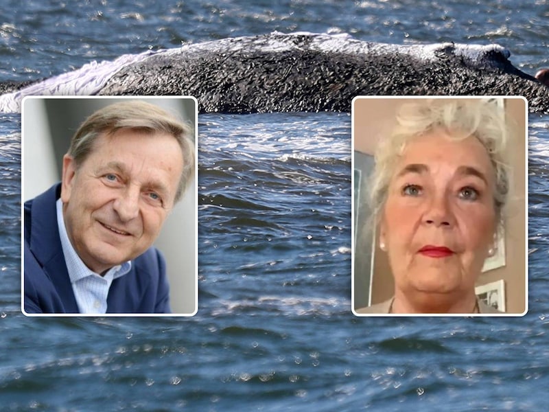 Walter Gunz (inzet links) en Karin Walter-Mommert (inzet rechts) financierden de reddingsoperatie van walvis Timmy.