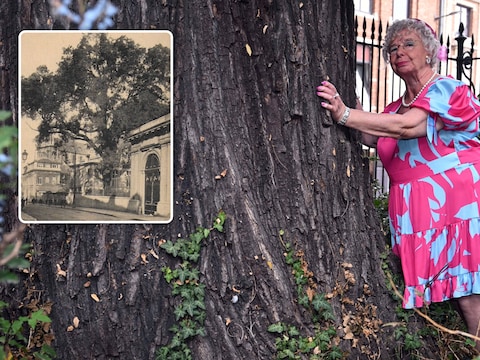 Stadsgids Lucie bij de stam van de boom die een omtrek heeft van bijna vijf meter. Inzet: een foto uit de oude doos van de Boom van ‘t Groot Verdriet in de Naamsestraat.