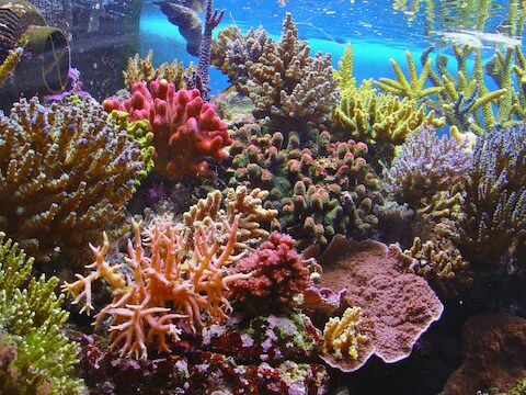 Het Great Barrier Reef is ecologisch en economisch van vitaal belang - het draagt 822 miljoen dollar per jaar aan de Australische economie bij.
