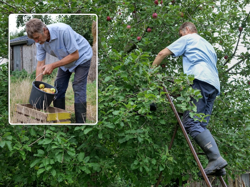 In zijn eigen fruitwei in Zammelen probeert Luc de hoogstambomen in ere te houden die vroeger alomtegenwoordig waren in het Limburgse landschap.