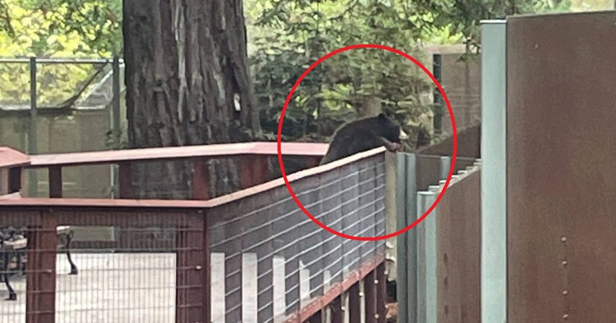 Wilde beer brengt bezoekje aan soortgenoten in Amerikaanse zoo