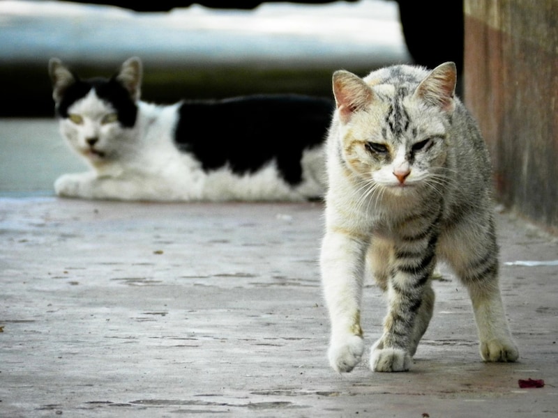 De gemeente Geetbets zet al sinds 2006 in op de sterilisatie en castratie van zwerfkatten op haar grondgebied. 
