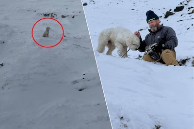 KIJK. “Ongelofelijk”: hondje LouLou 50 uur na lawine levend gevonden in sneeuw in Alaska, dankzij Apple AirTag