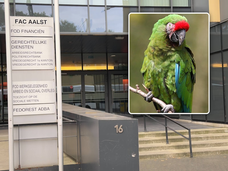 Buren trokken woensdag naar het vredegerecht op zoek naar een oplossing voor het gekrijs van papegaaien.