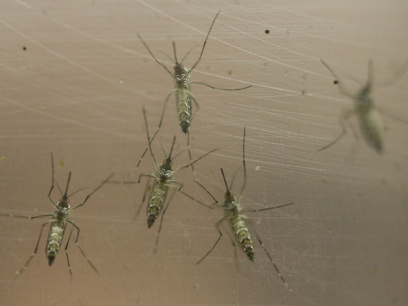 Het Zika-virus wordt overgedragen door een beet van de Tijgermug.