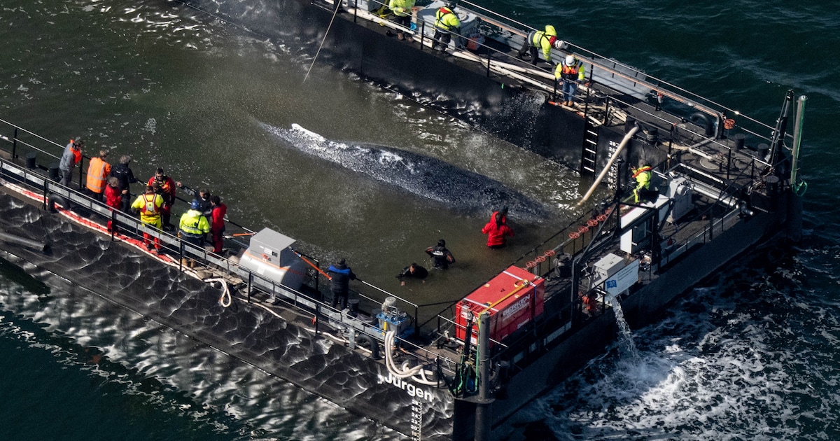 Schip met bultrug Timmy aan boord onderweg richting Denemarken, tocht verloopt traag maar gestaag | 