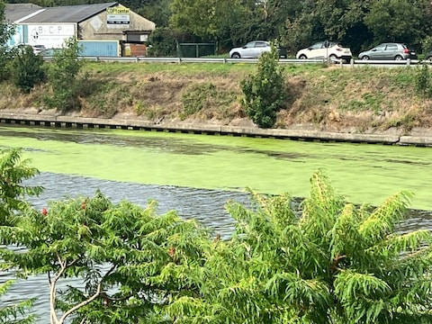 Eendenkroos op het Schipdonkkanaal in Deinze. 