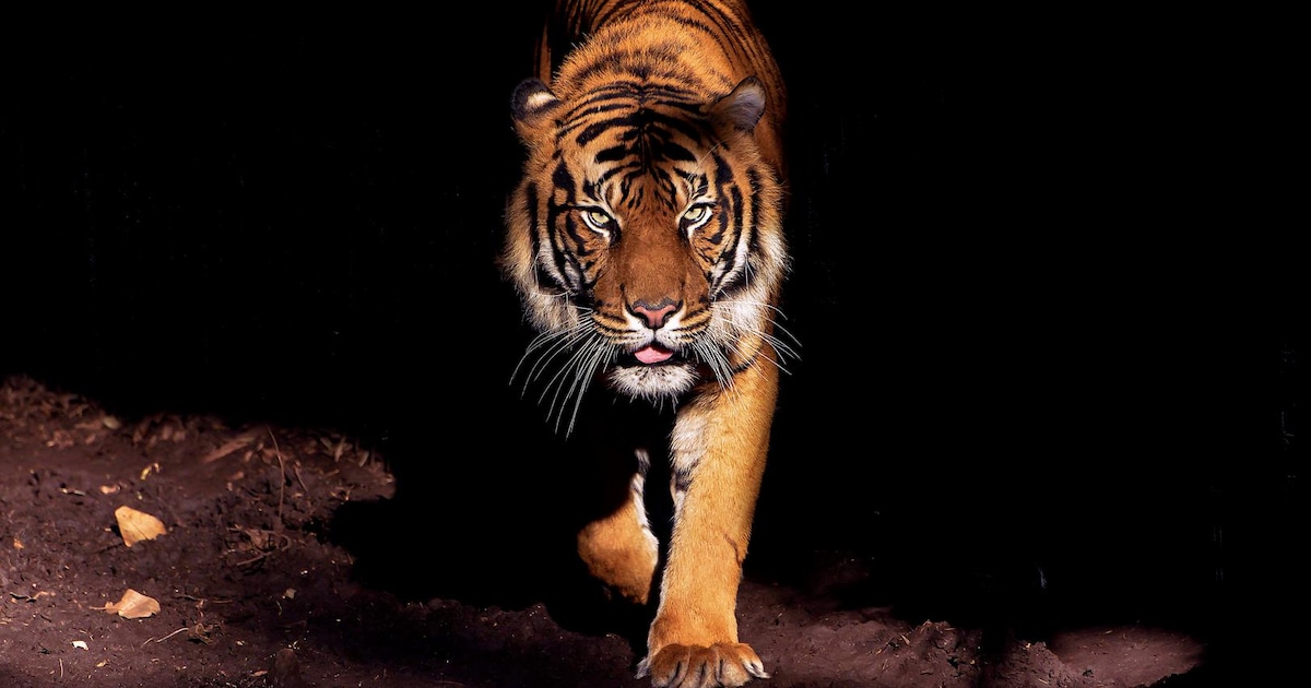 Dierenrechtenorganisatie pleit voor strengere regels na ontsnapping tijger in Duitsland