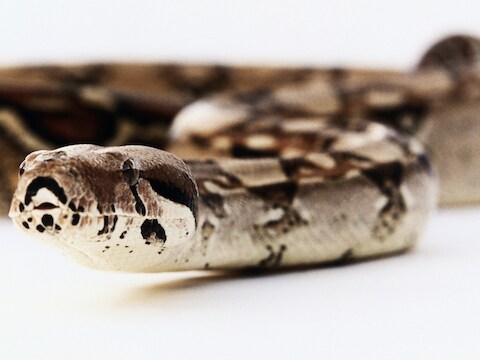 Boa Constrictor