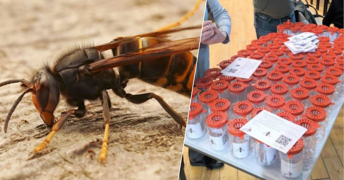 Gemeente Mol deelt gratis lokvallen uit in strijd tegen Aziatische hoornaar
