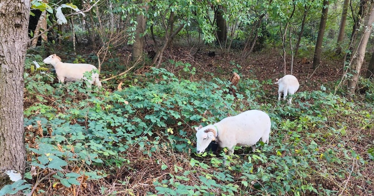 Kerkraad schakelt schapen in voor groenbeheer in Kerkenbos: “We slaan twee vliegen in één klap”