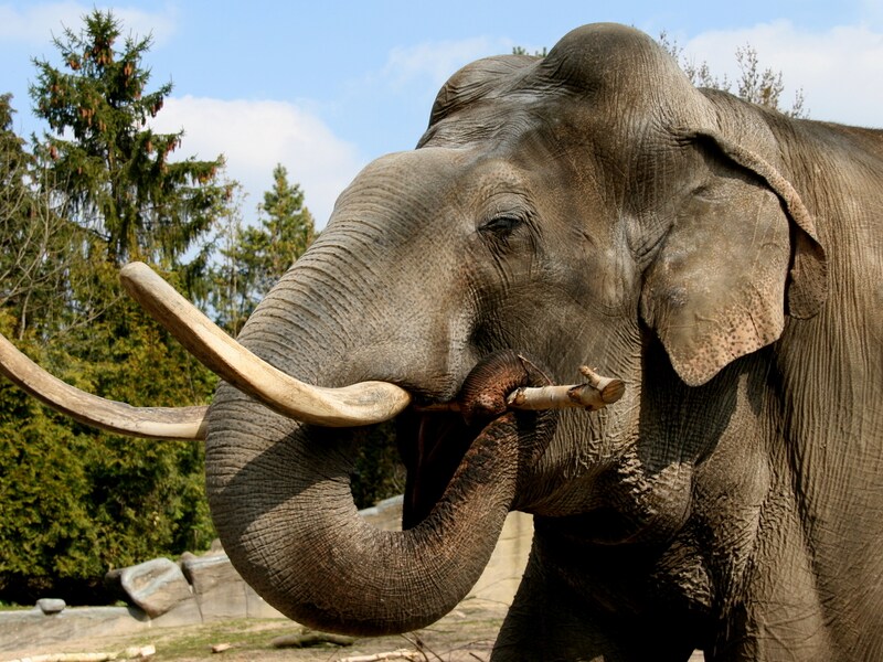 Olifant Hussein moest voor kleine olifantjes zorgen in Planckendael.