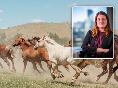 Herd of horses running. Inzet: Woordvoerder van het FAVV Helene Bonte