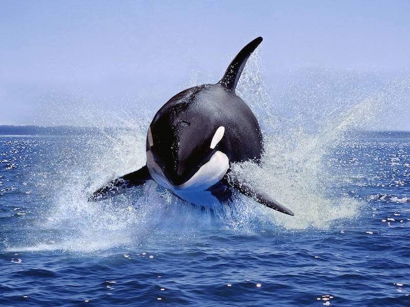 KIJK. Orka’s beuken zo hard in op maanvissen dat ze exploderen