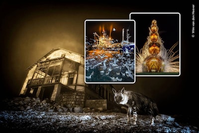 Spookachtige foto van zeldzame hyena in verlaten mijnstadje wint ‘Wildlife Photographer of the Year 2025’