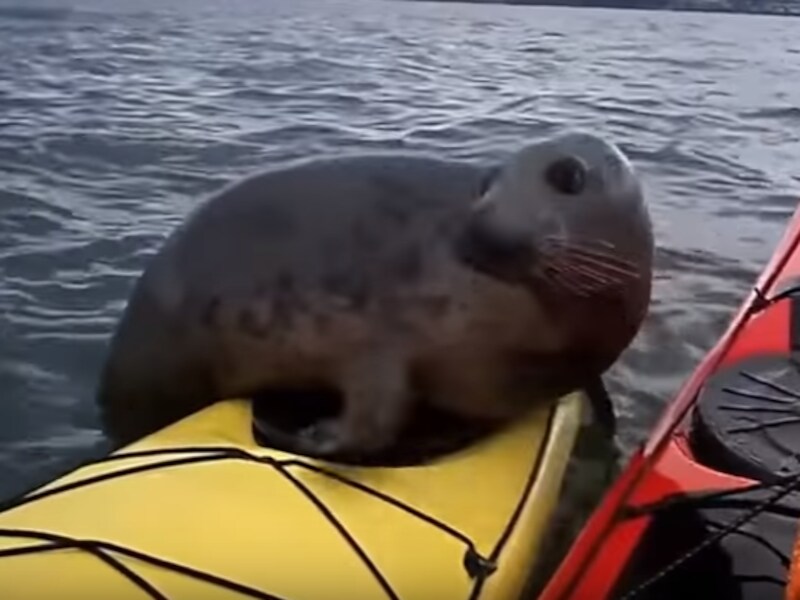 De zeehondenpup wil maar wat graag mee kajakken.