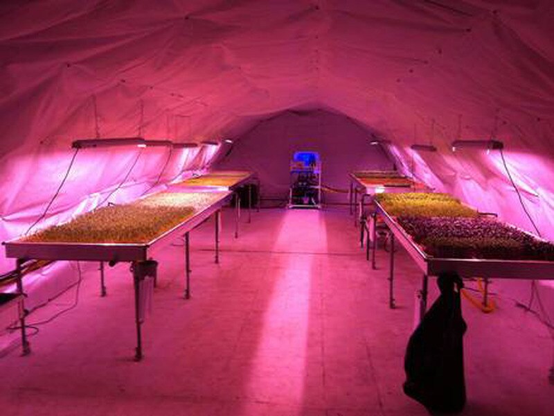 Hydrocultuur, LED-lichten en een natuurlijke constante temperatuur van 16 graden maken de ondergrondse moestuin mogelijk.
