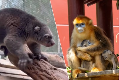 Babyboom bij bedreigde diersoorten in Pairi Daiza: park verwelkomt ook zeldzame beerkoeskoes uit Berlijn