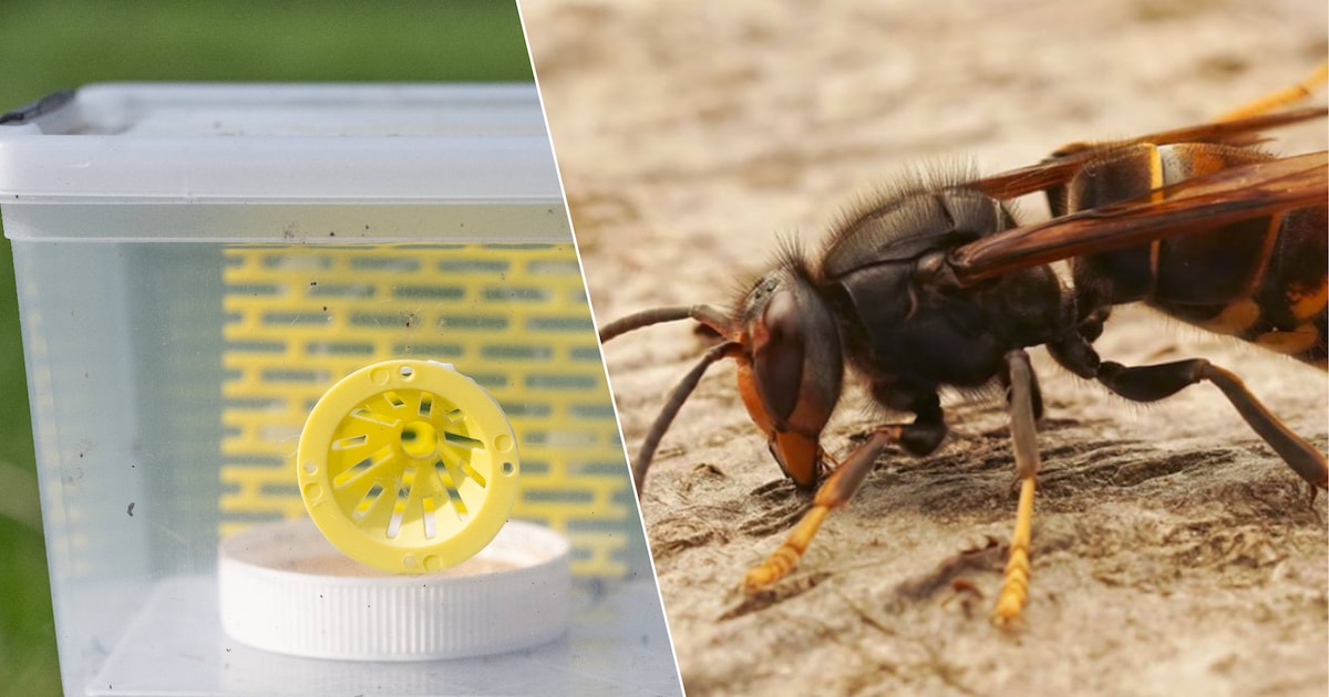 Gemeente Hamme zal Aziatische Hoornaar in nieuwe seizoen langer bestrijden: “Bestreden nesten worden