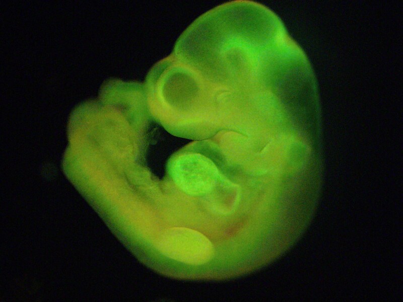 De onderzoekers ontdekten dat ze bloedcellen van het embryo van een muis konden transformeren in stamcellen.