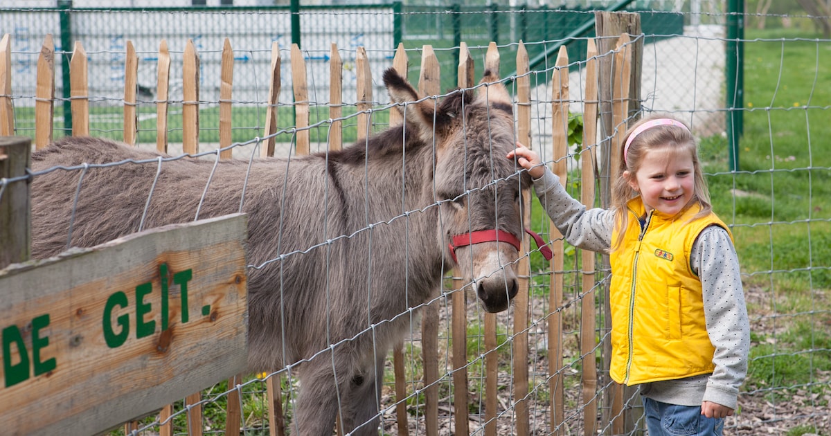 Kinderboerderij Nieuwpoort pakt deze zomer uit met extra activiteiten voor kinderen