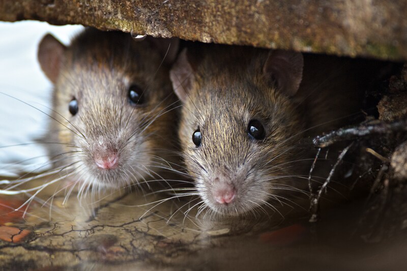 Heist test het gebruik van slimme rattenvallen: “Dier- en ...
