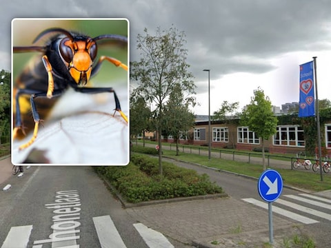 De basisschool Sint-Anna Goethe op Linkeroever. Er werden al twee dagen op rij tientallen hoornaars gespot op de speelplaats.